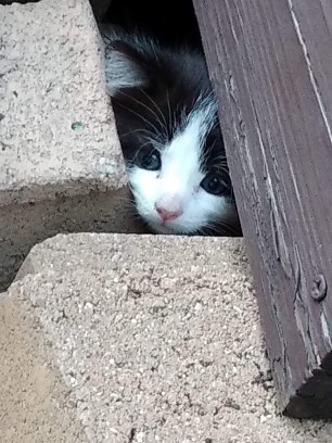 img_20200704_204028961_burst000_cover_top